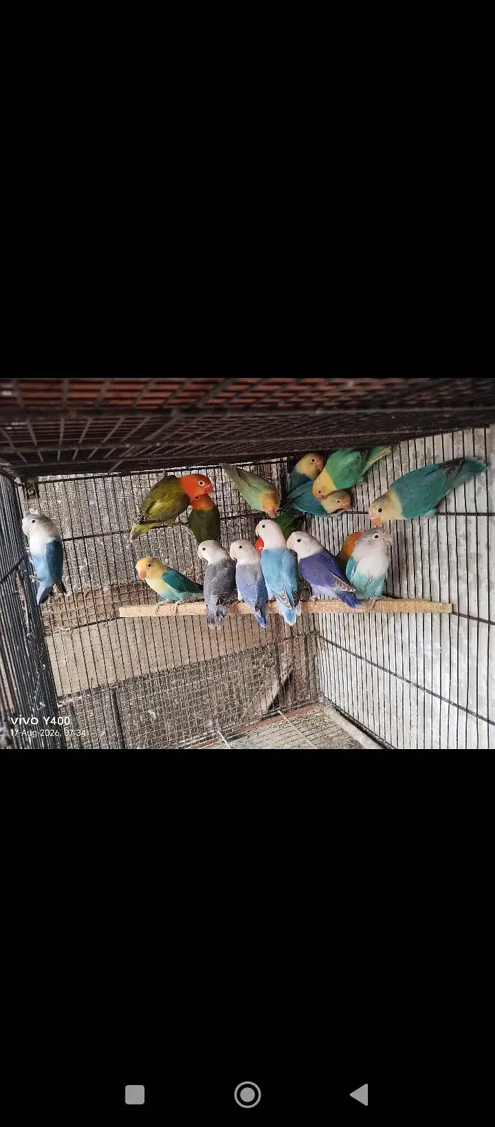 motiniton love birds for sale per piece 1200 — photo 4