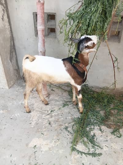 Teddy or tapra jodi for sale