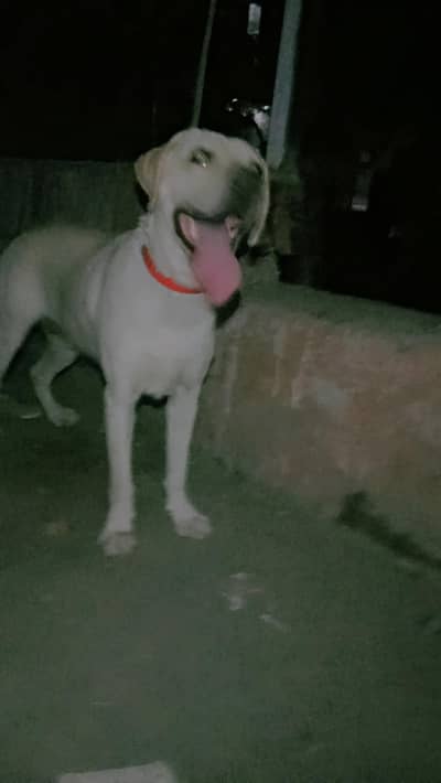 Labrador Female