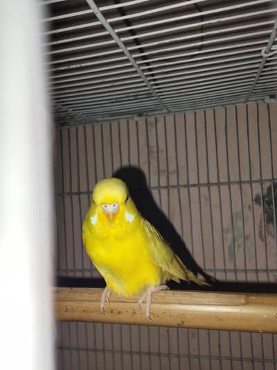 exebition budgies