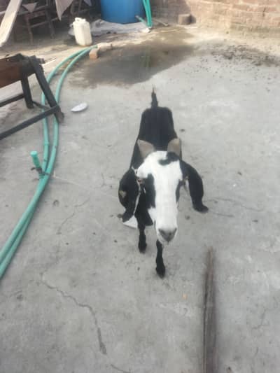 Bakri
