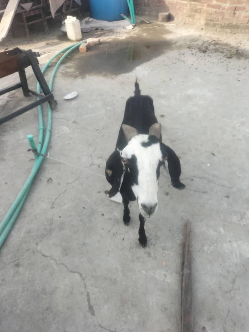 Bakri 0