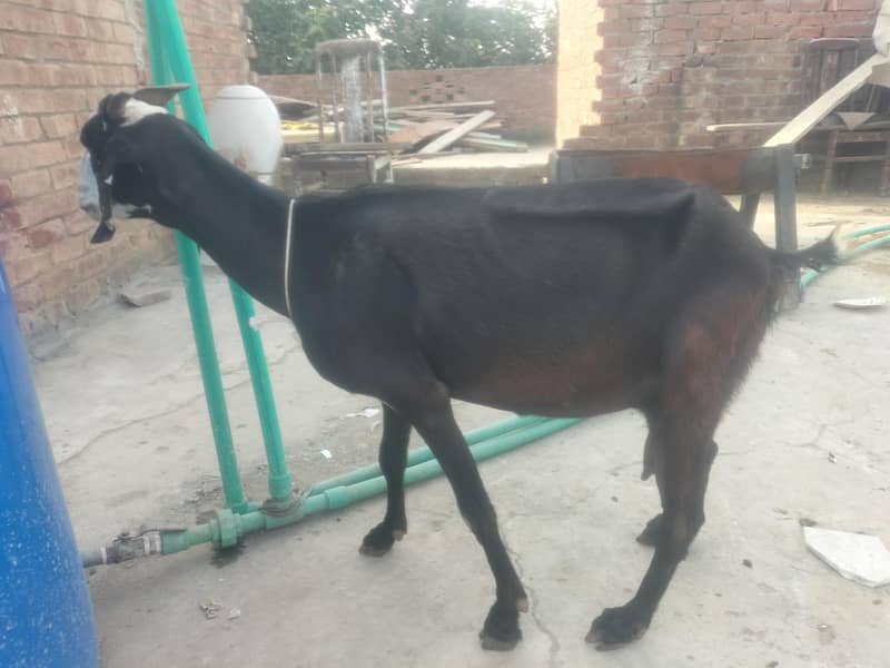 Bakri 1