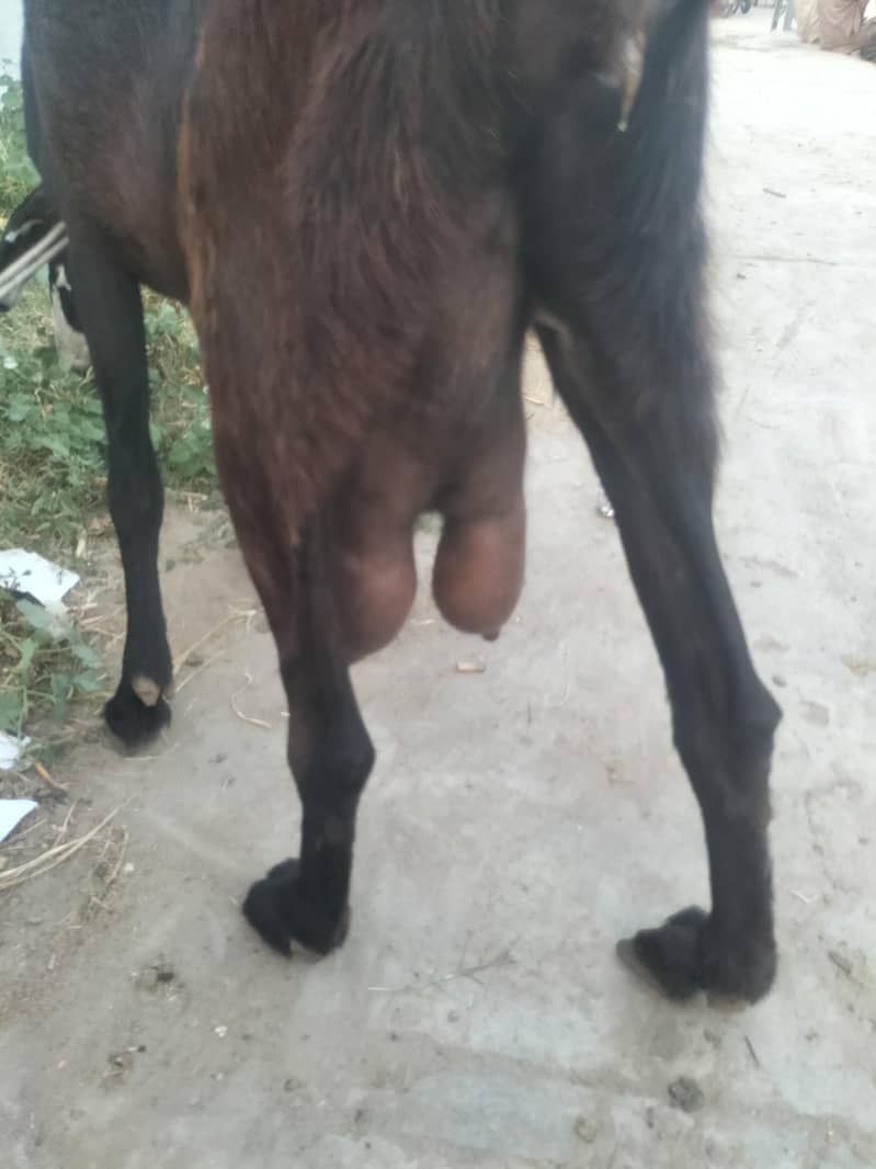 Bakri 2