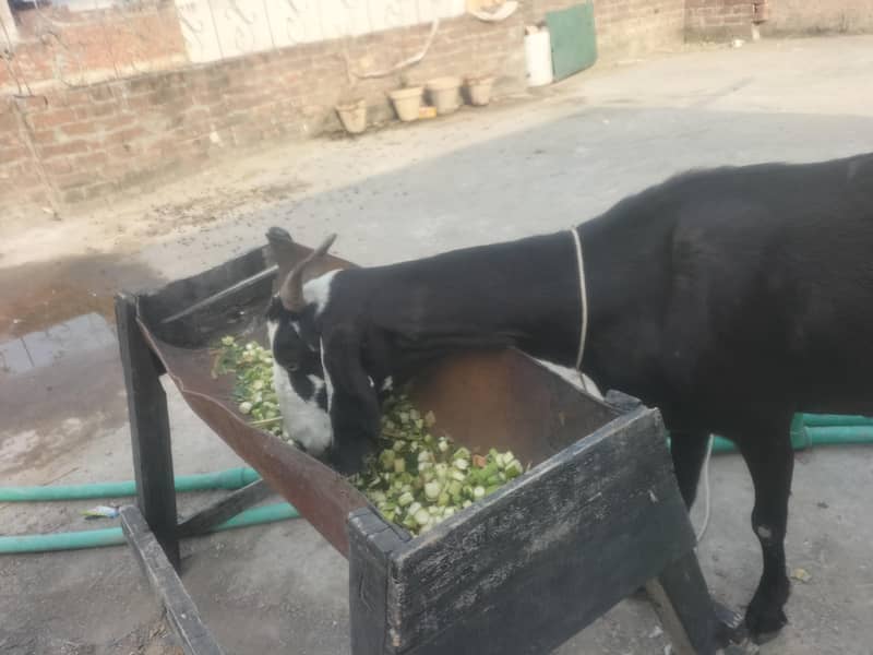 Bakri 3