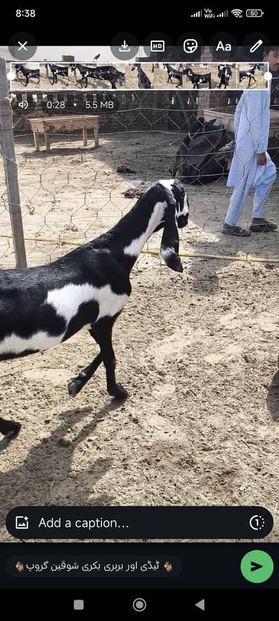 Amratsari Beetal 6 Dant