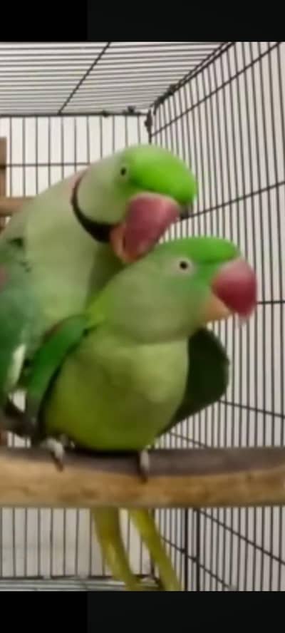 3 sey 3.5 Saal Ka Raw Male or female Breeder pair