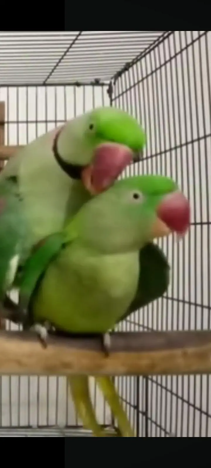 3 sey 3.5 Saal Ka Raw Male or female Breeder pair