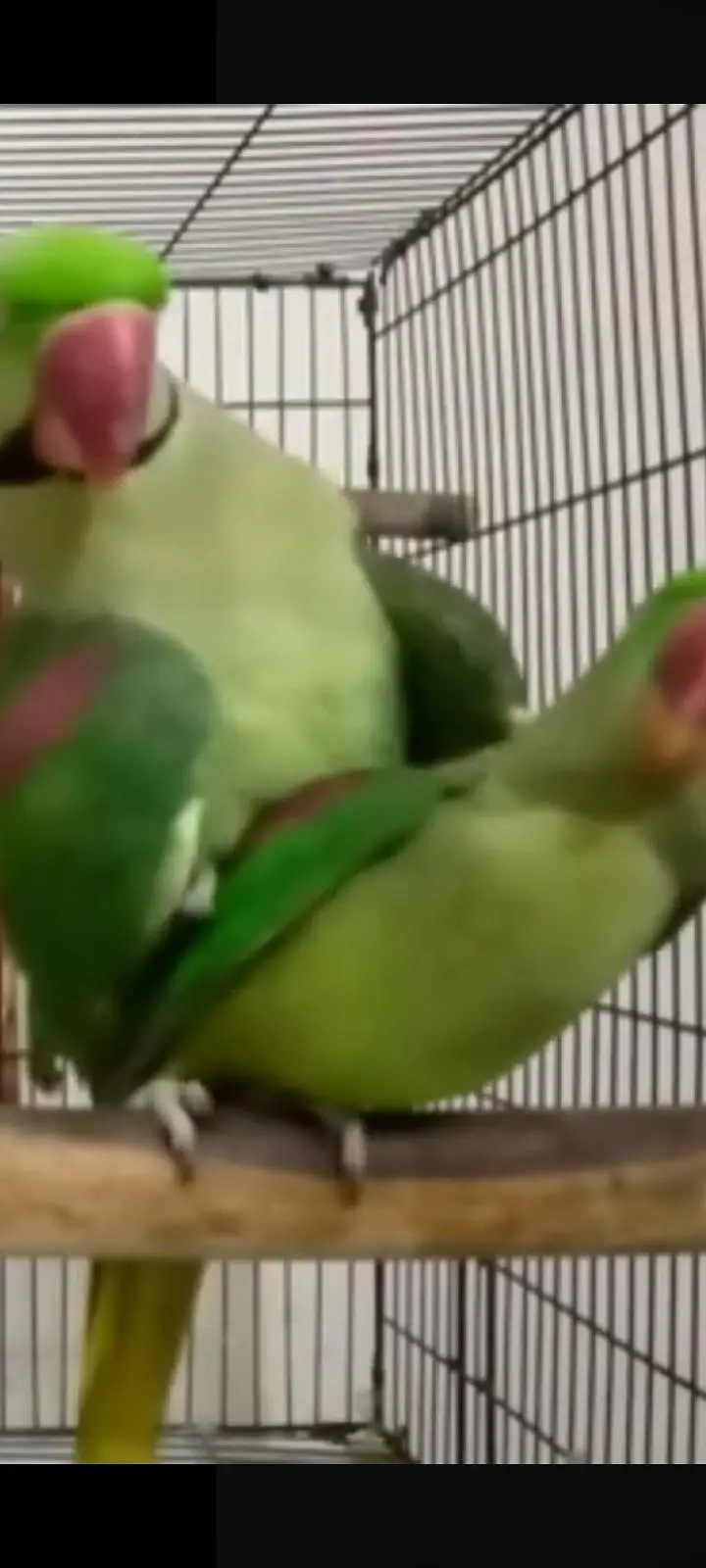 3 sey 3.5 Saal Ka Raw Male or female Breeder pair — photo 2