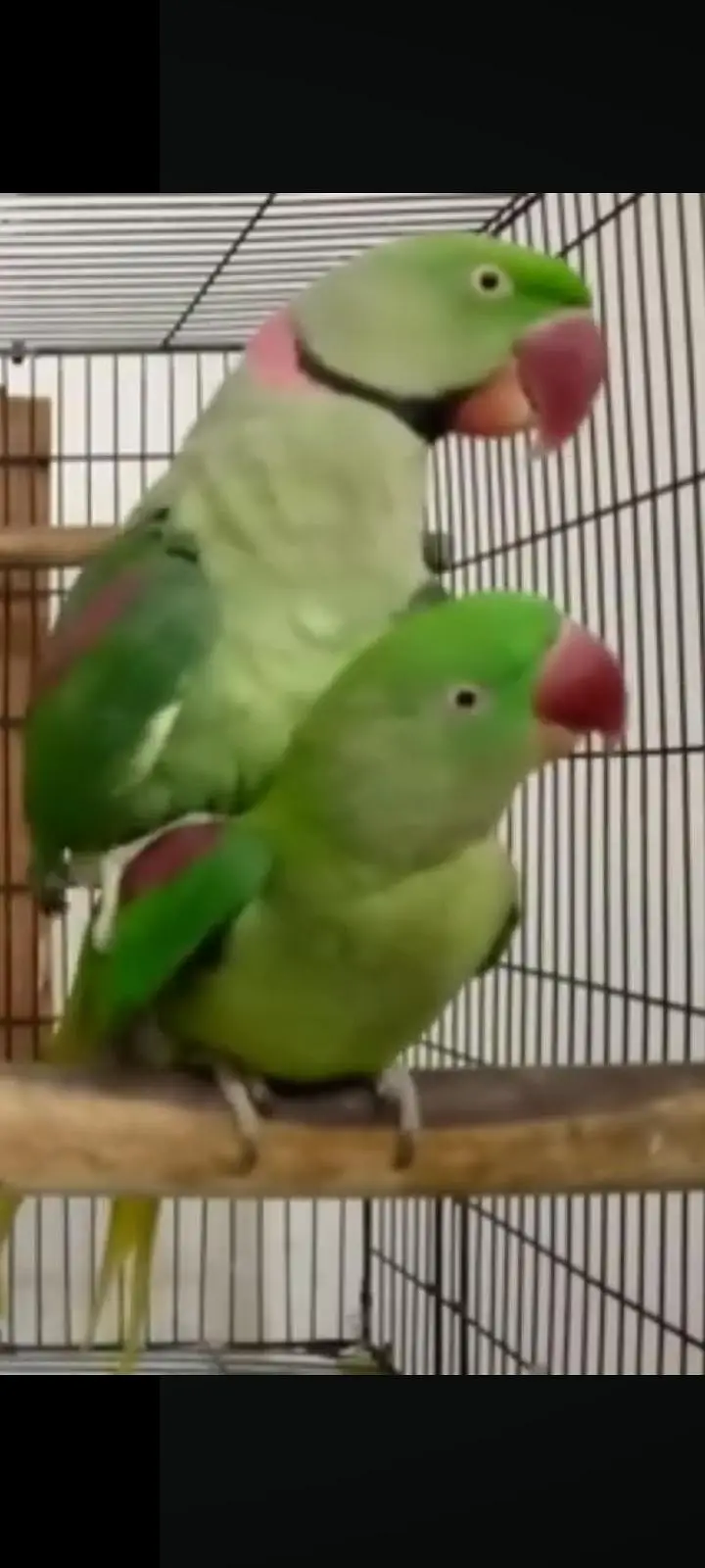 3 sey 3.5 Saal Ka Raw Male or female Breeder pair — photo 3