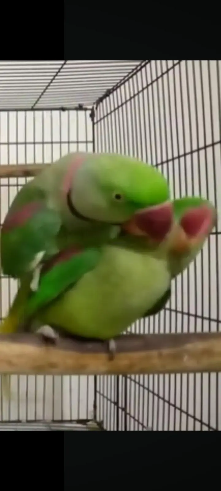 3 sey 3.5 Saal Ka Raw Male or female Breeder pair — photo 4