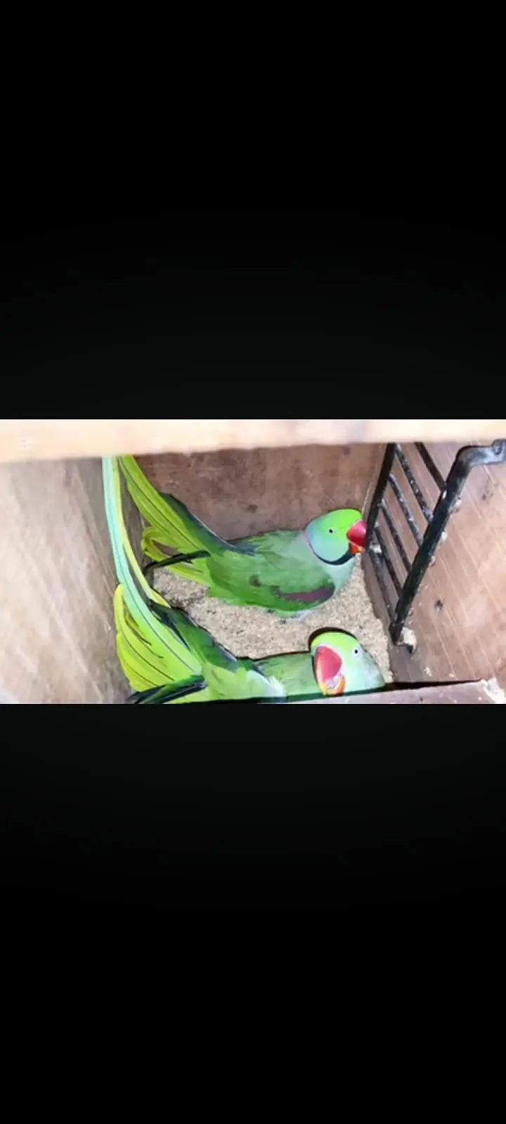 3 sey 3.5 Saal Ka Raw Male or female Breeder pair — photo 5