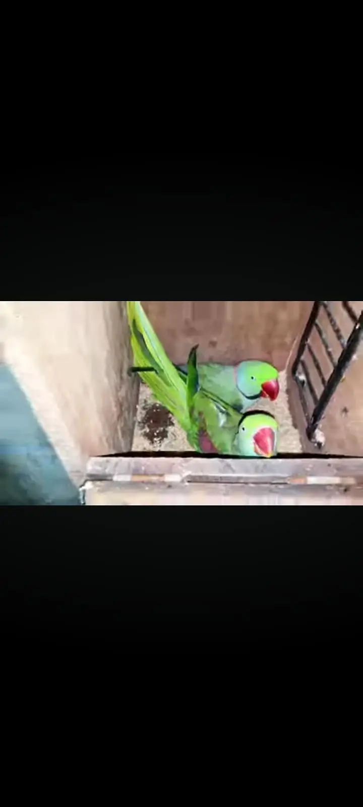 3 sey 3.5 Saal Ka Raw Male or female Breeder pair — photo 6
