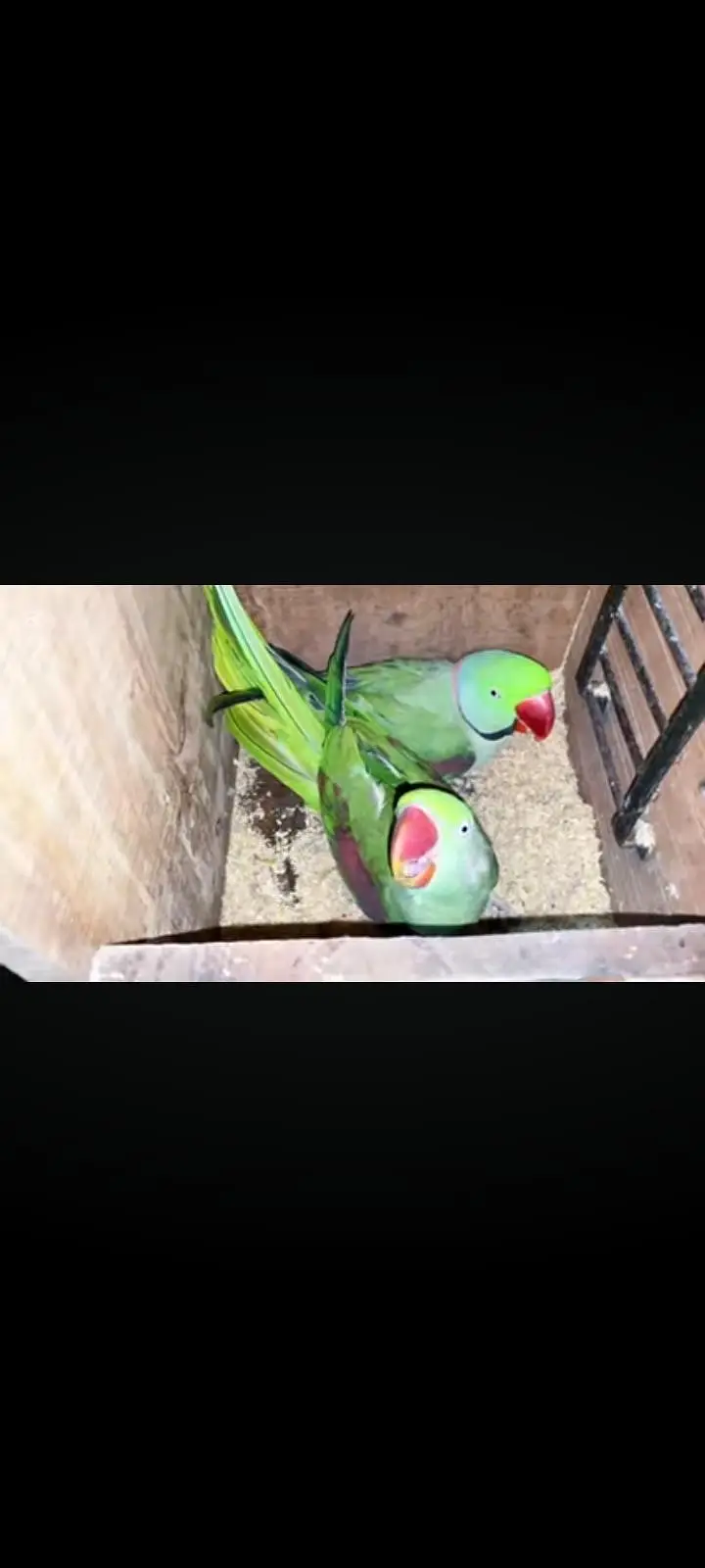 3 sey 3.5 Saal Ka Raw Male or female Breeder pair — photo 7