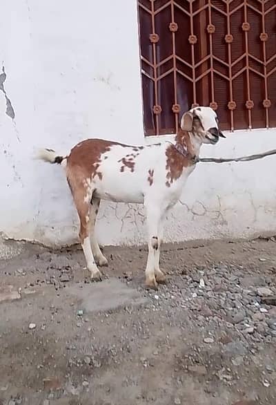 Bakri