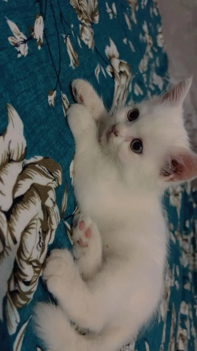 Persian kitten for sale — photo 2