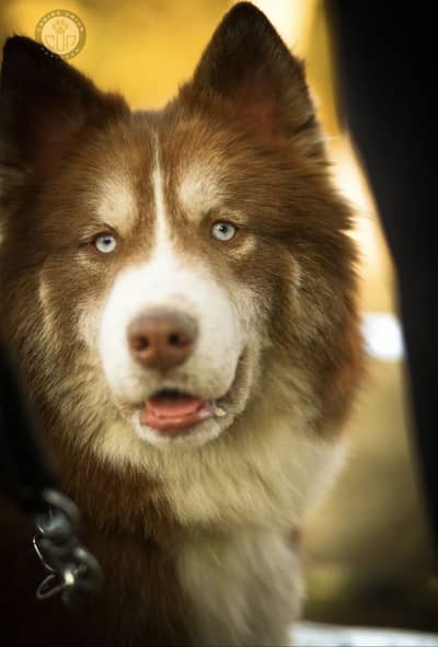 Siberian Husky Female