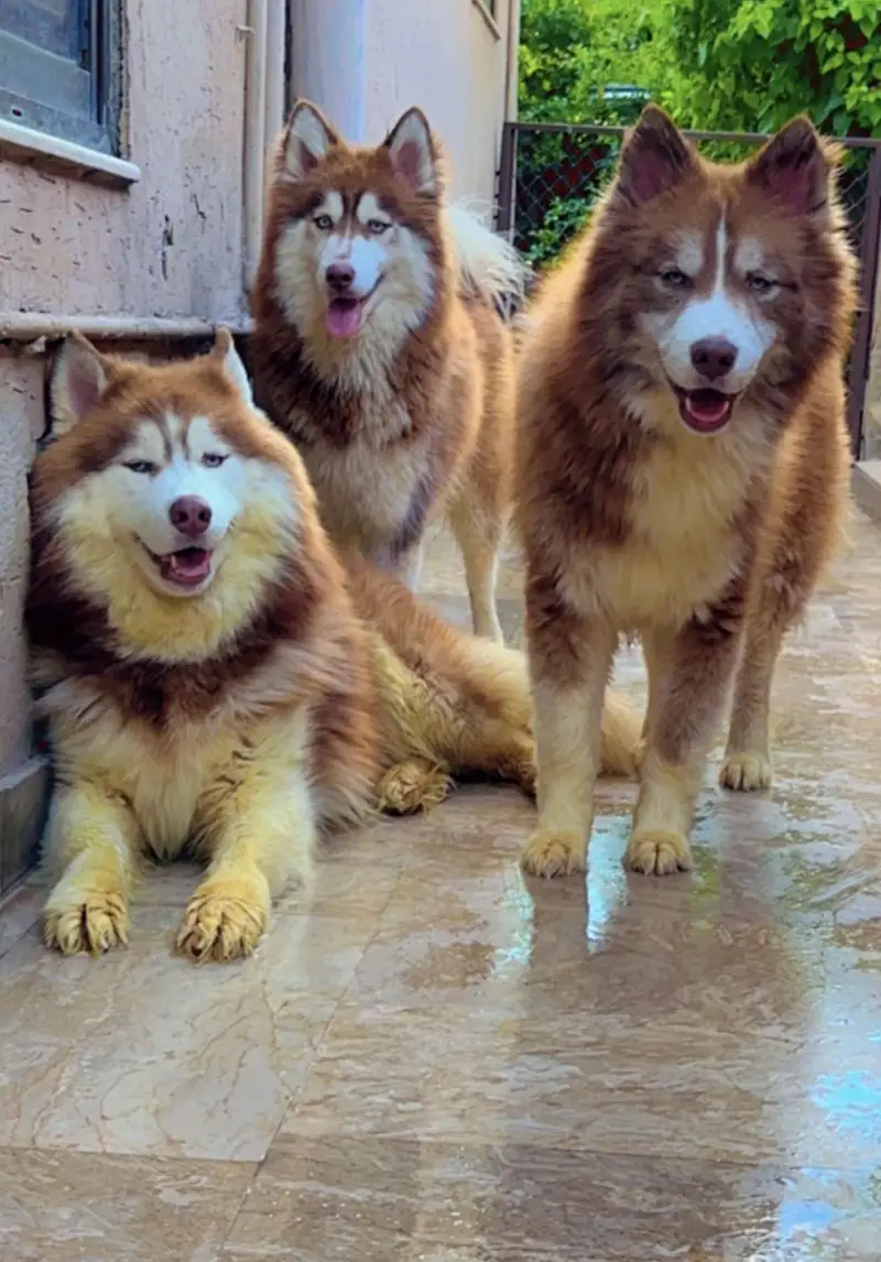 Siberian Husky Female — photo 2