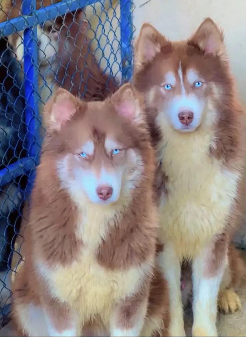 Siberian Husky Female — photo 3