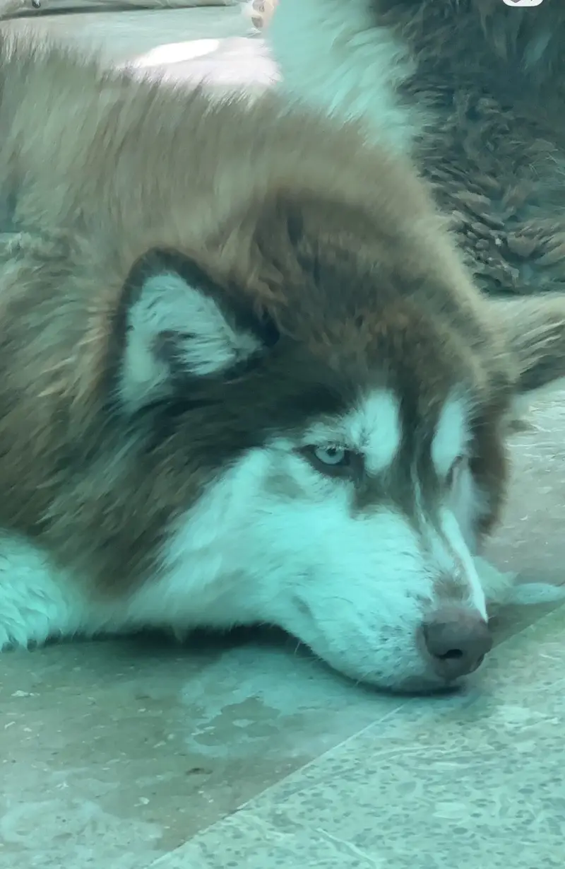 Siberian Husky Female — photo 4