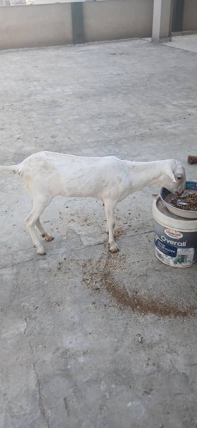 2 dant taady female 4 sale in lahore. whatapp 03228408406.