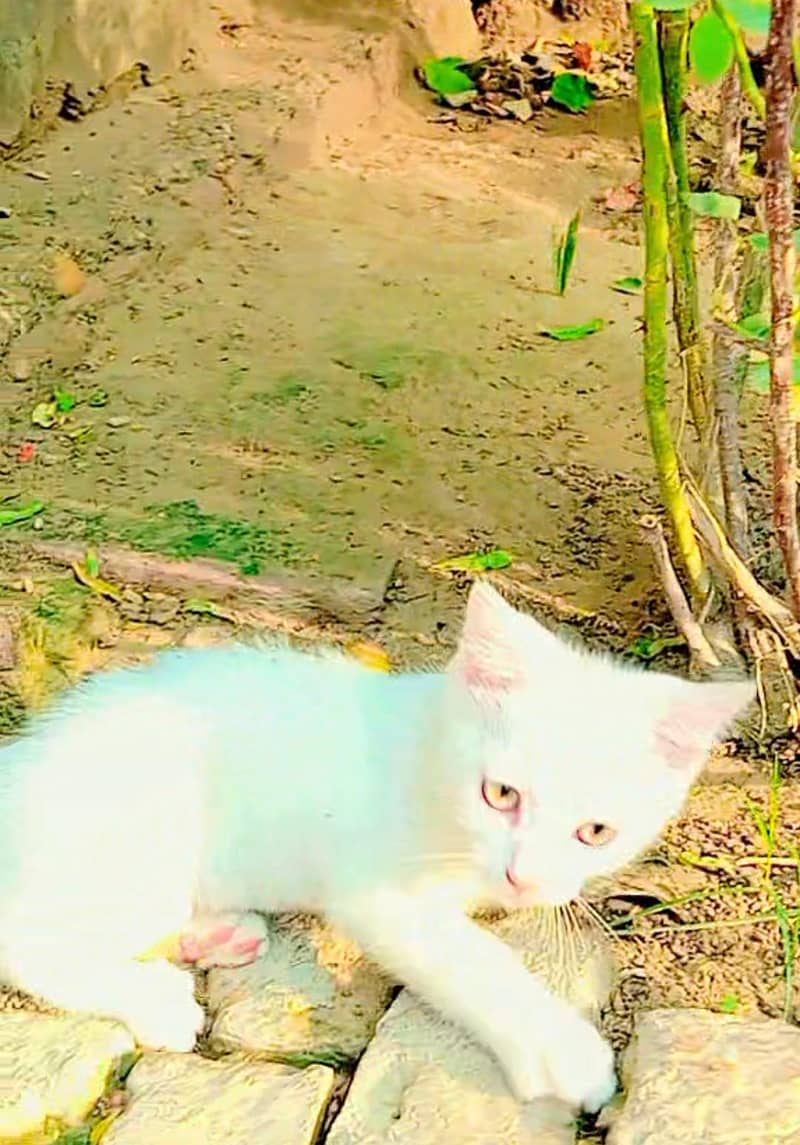 persian cat 0
