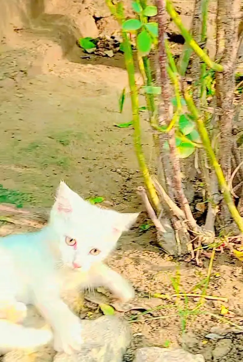persian cat — photo 2