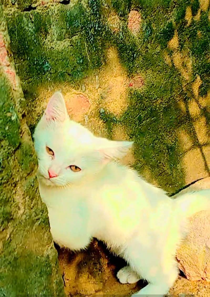 persian cat 2