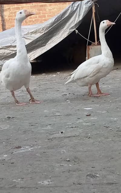 Long neck ducks     Pure white