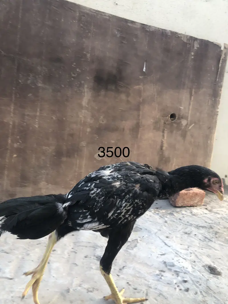 Aseel — photo 11