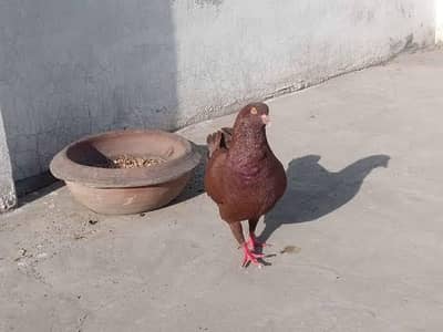 king kabooter in low price
