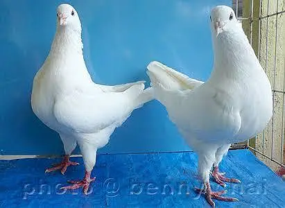 king kabooter in low price — photo 2