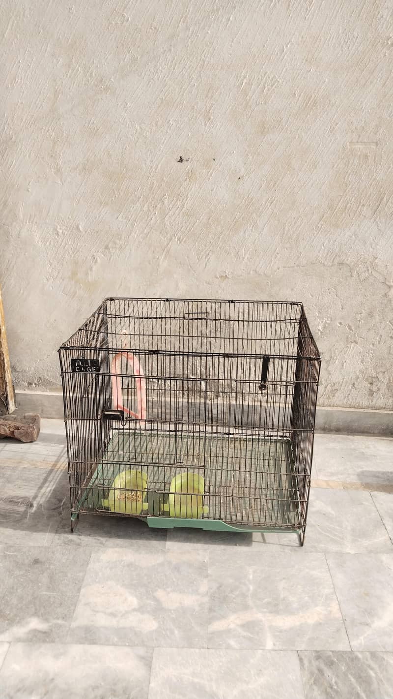 bird cage 2