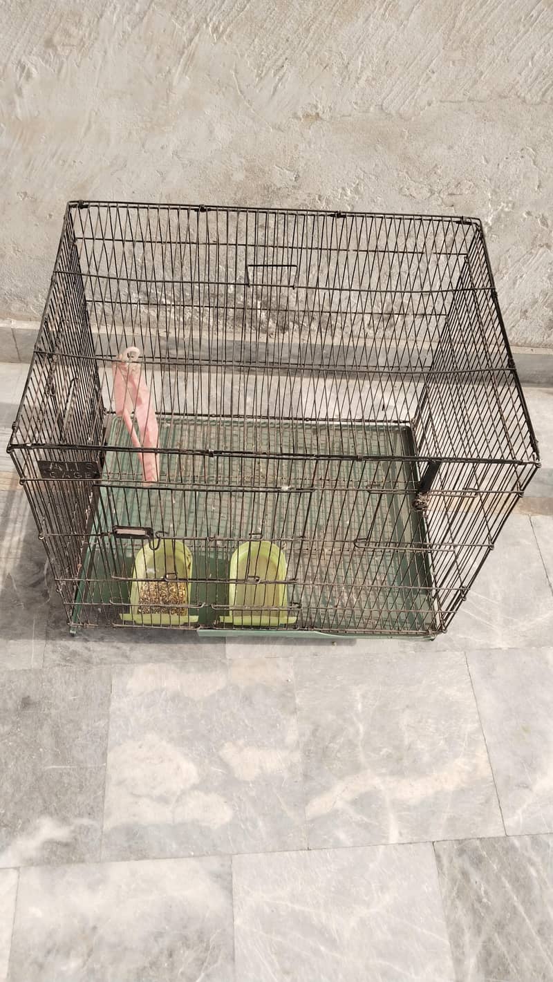 bird cage 3