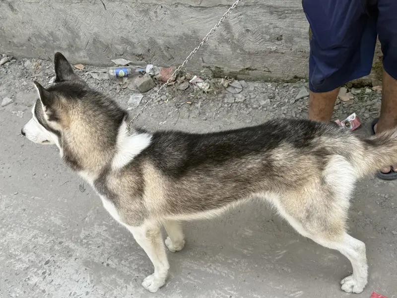 Siberian Husky for sale — photo 2