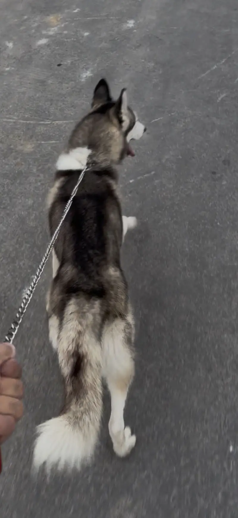 Siberian Husky for sale — photo 3