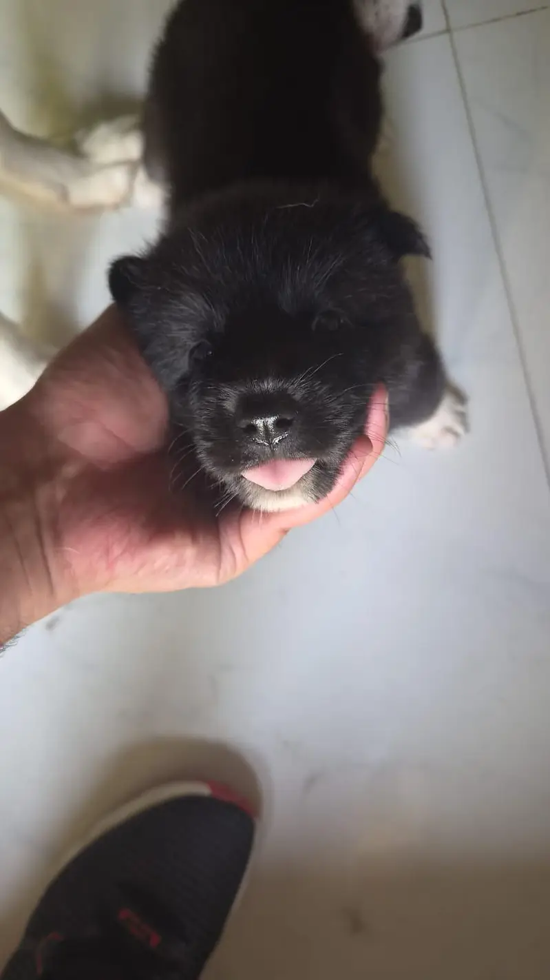 Healthy and Active Siberian husky puppies for sale — photo 2