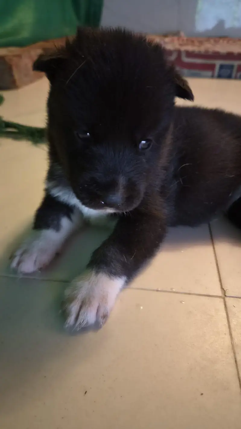 Healthy and Active Siberian husky puppies for sale — photo 3