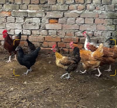 Lohman brown 8 murgiyan aur 2 murgy