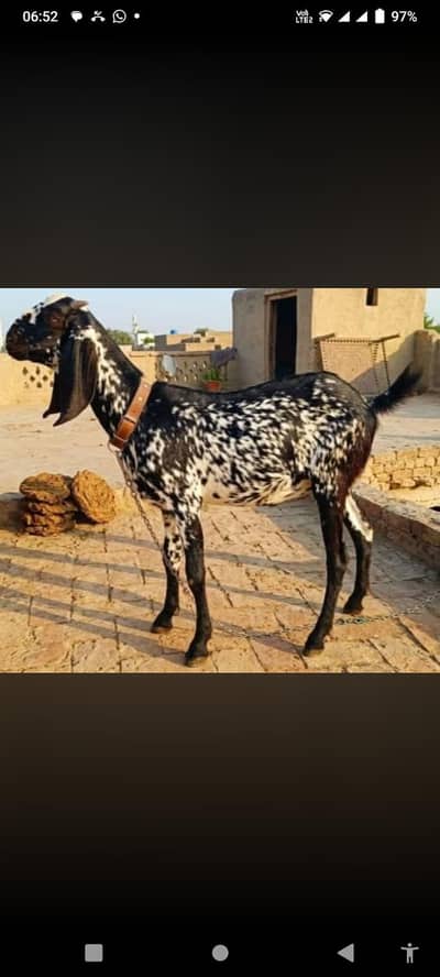 Gabban path for sale