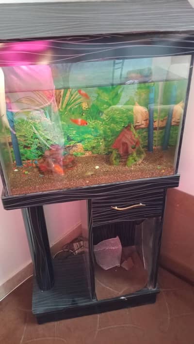 aquarium with fishes