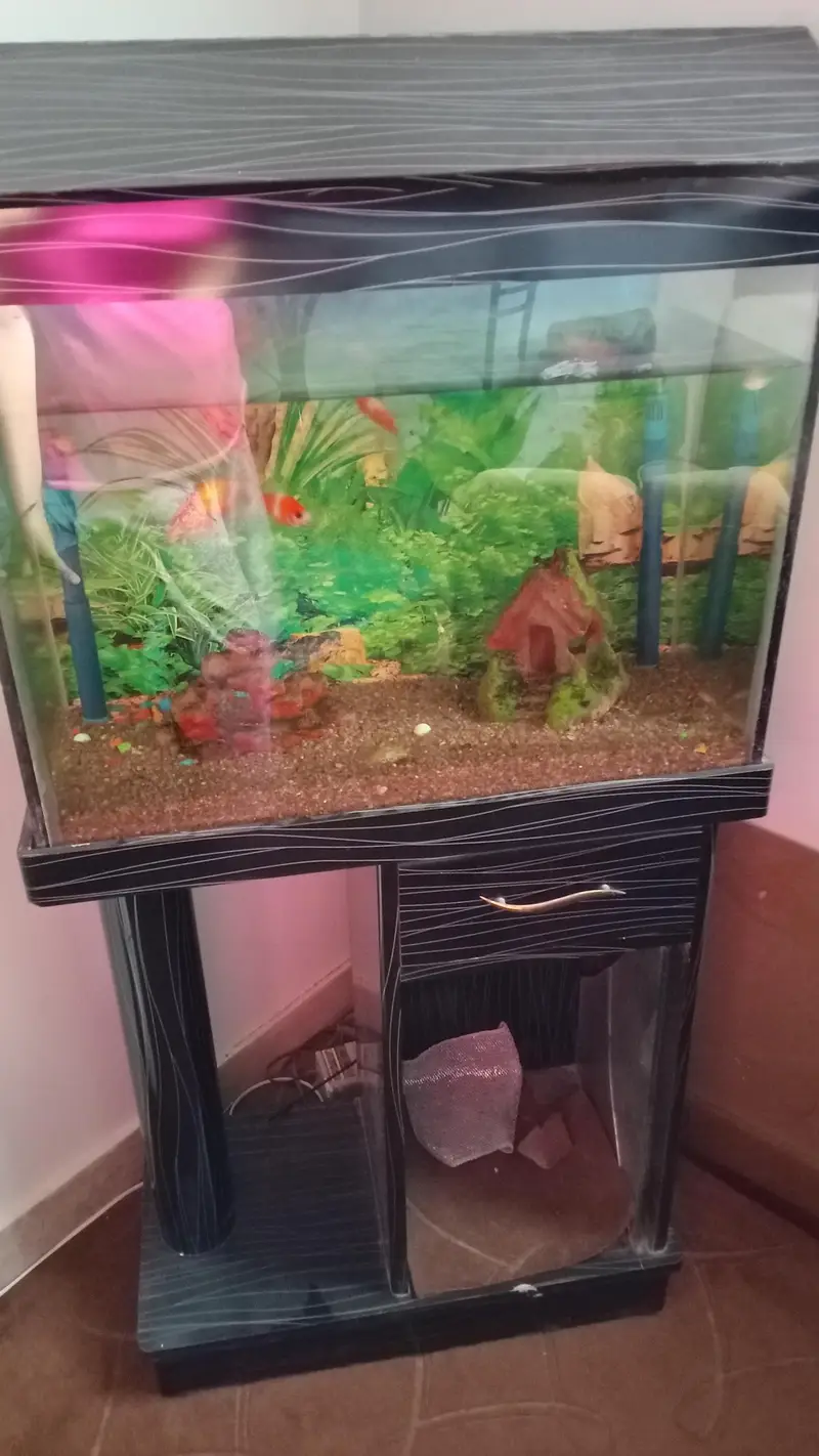 aquarium with fishes — photo 2