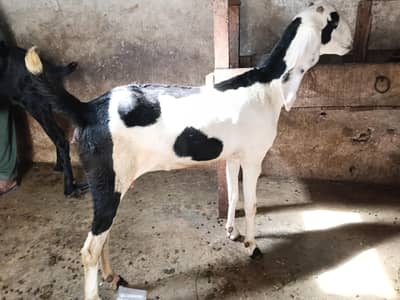 PURE ABLUK  PATH 2 MONTH PREGNANT