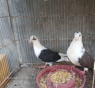 fantail pair black saddle pair for sale