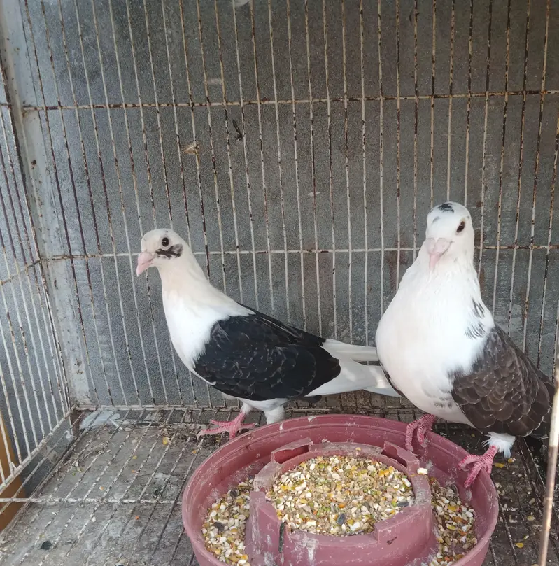 fantail pair black saddle pair for sale — photo 4