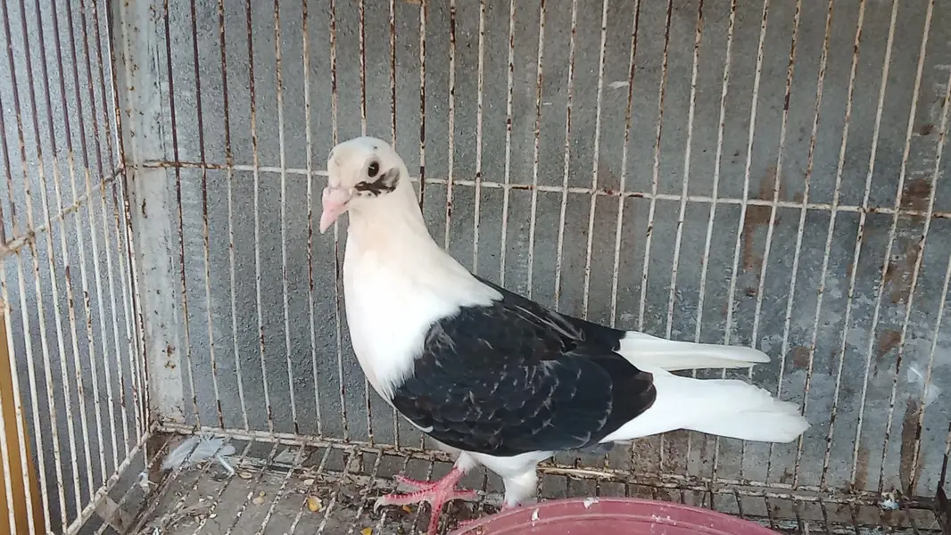fantail pair black saddle pair for sale — photo 5