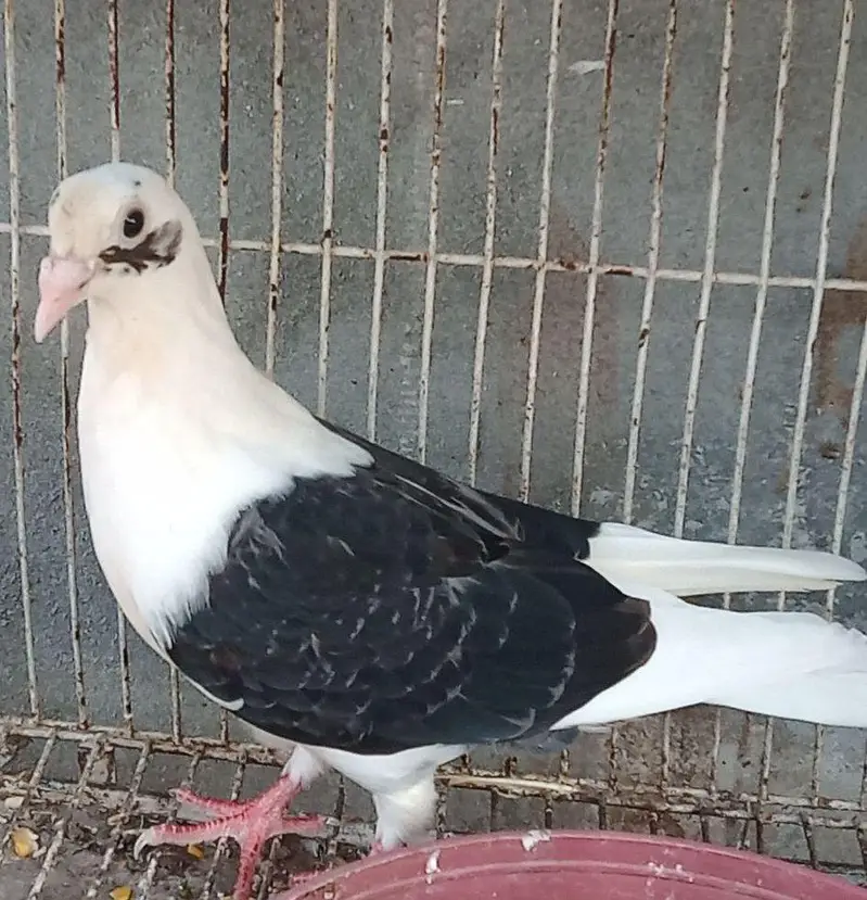 fantail pair black saddle pair for sale — photo 6