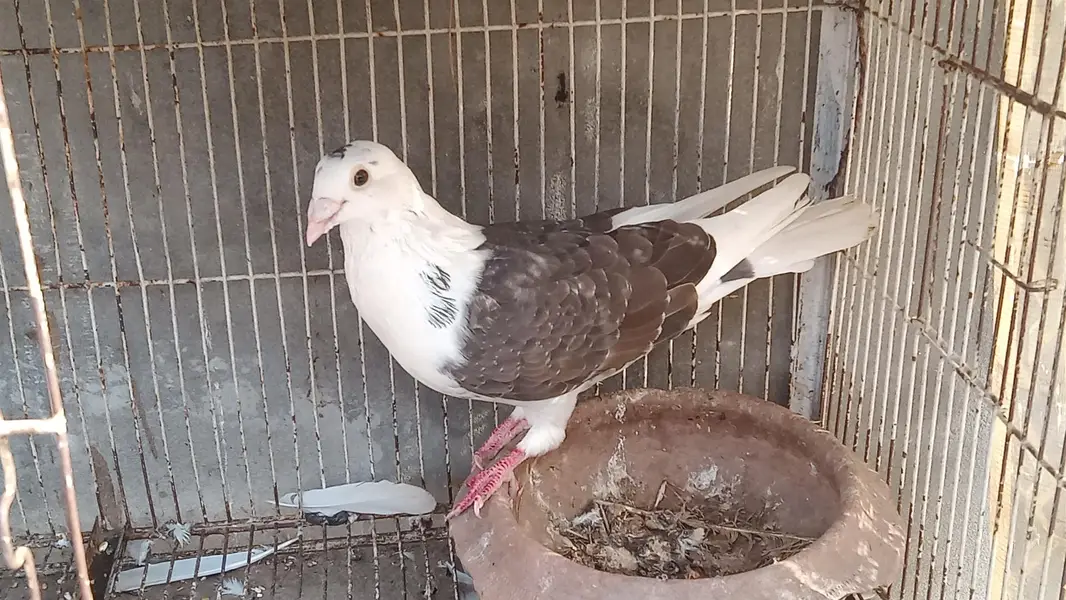 fantail pair black saddle pair for sale — photo 7