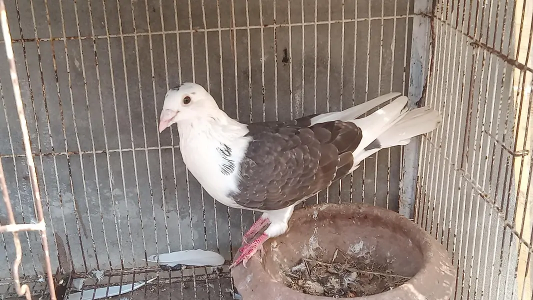 fantail pair black saddle pair for sale — photo 8
