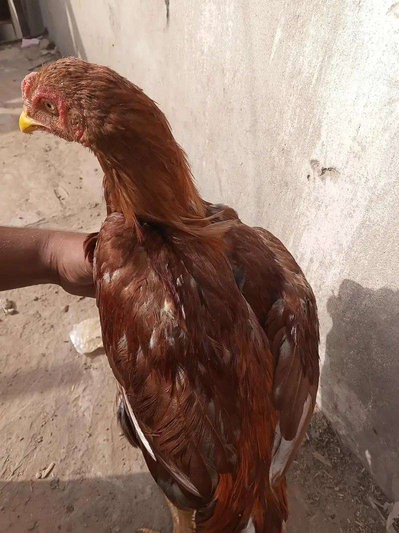 sindhi shamo thai murga bloodline — photo 2